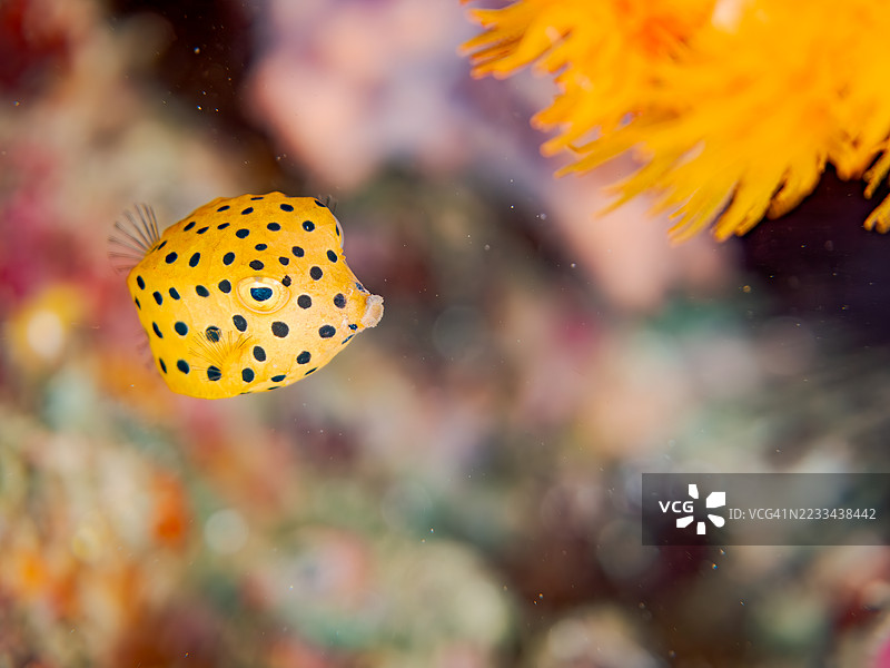 黄箱鱼,方形鱼,幼鱼,鱼群。平头海滩,中木港,南伊豆,伊豆半岛,静冈县,日本。- 2025年7月12日。图片素材