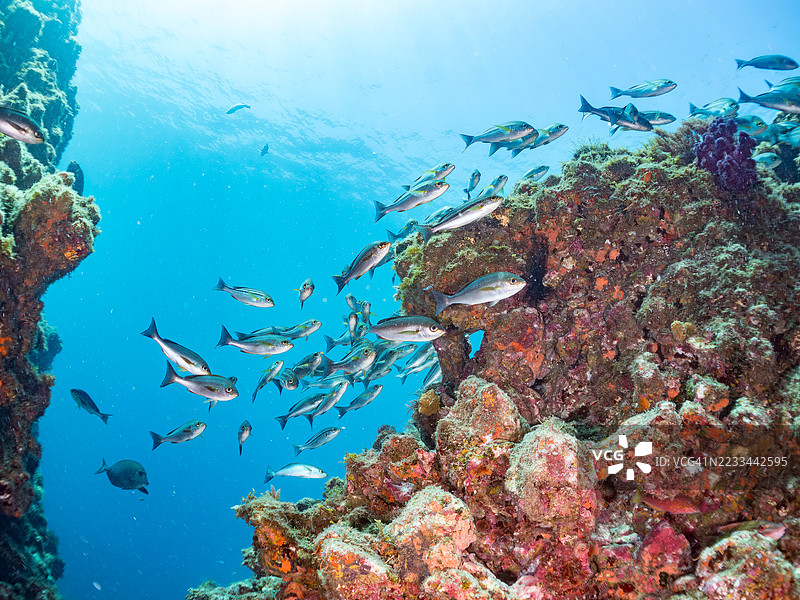 鸡 grunt,三条纹鲷,和其他鱼类。鱼群。平藏海滩,中木港,南伊豆,伊豆半岛,静冈县,日本。- 2025年7月13日。图片素材
