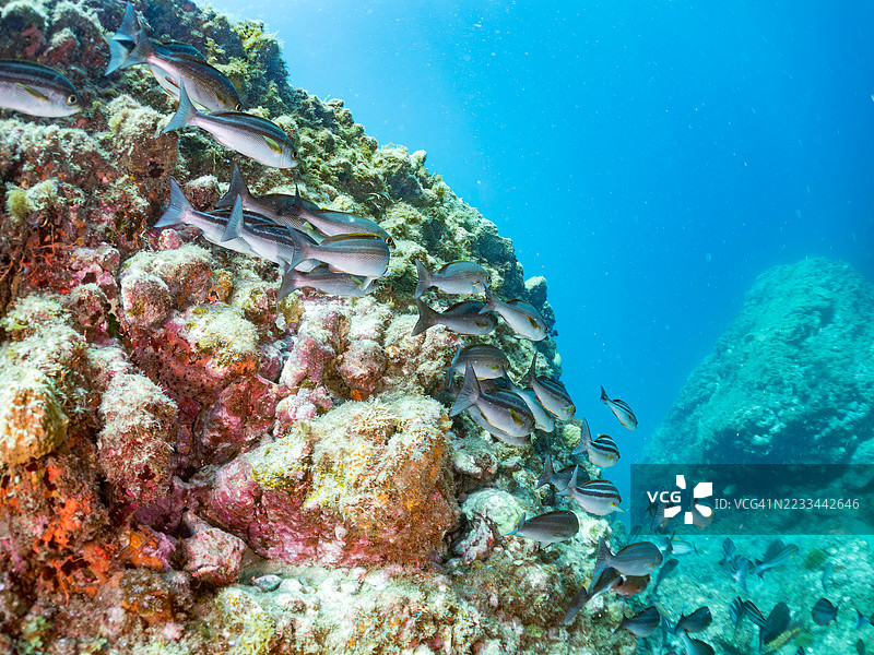 鸡 grunt,三条纹鲷,和其他鱼类。鱼群。平藏海滩,中木港,南伊豆,伊豆半岛,静冈县,日本。- 2025年7月13日。图片素材