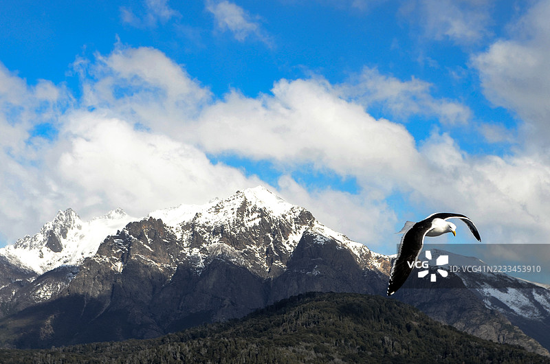 海鸥 - 巴里洛切 - 阿根廷图片素材