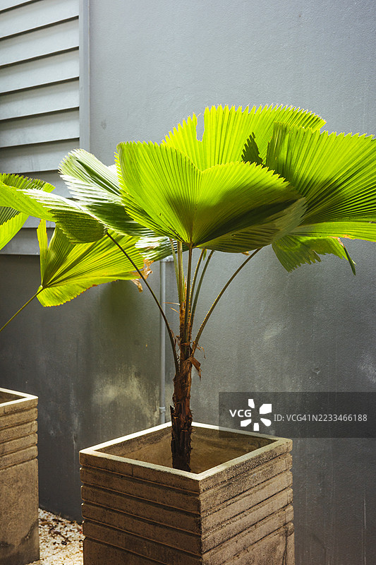 波状扇棕榈（Licuala grandis）在混凝土花盆中的室内外园艺创意图片素材