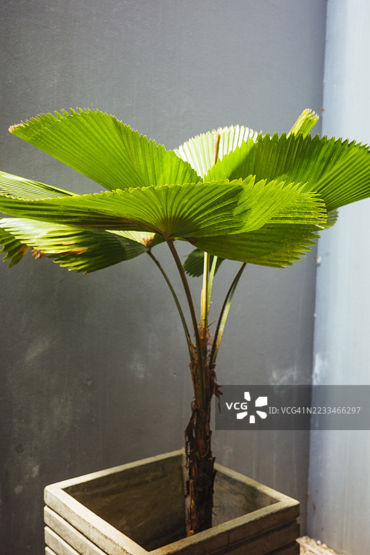 波状扇棕榈（Licuala grandis）在混凝土花盆中的室内外园艺创意图片素材