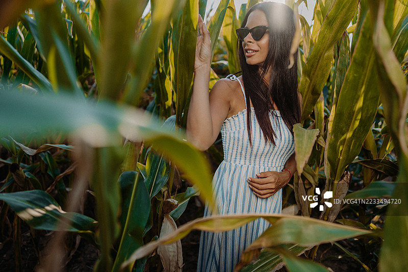 玉米田图片素材