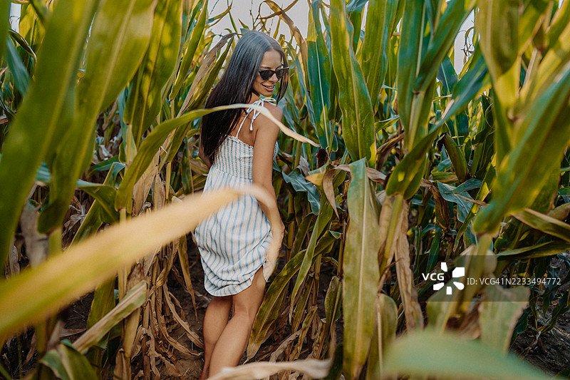 玉米田图片素材