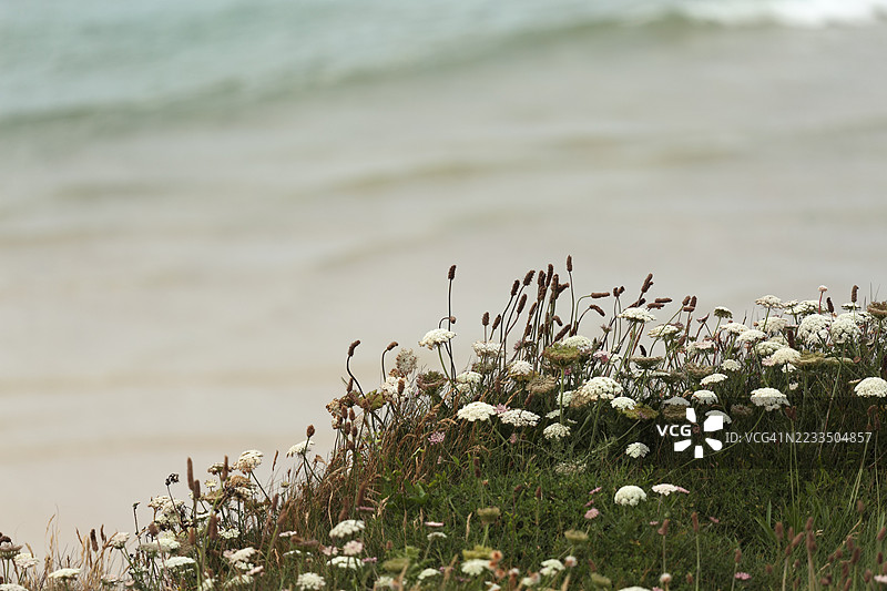 悬崖边缘的野胡萝卜图片素材