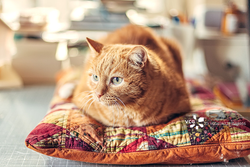 橘色猫咪在室内五彩缤纷的垫子上悠闲地休息。可爱的橙色虎斑猫在一个温暖自然光线的舒适室内空间中，安逸地躺在拼布垫子上。图片素材