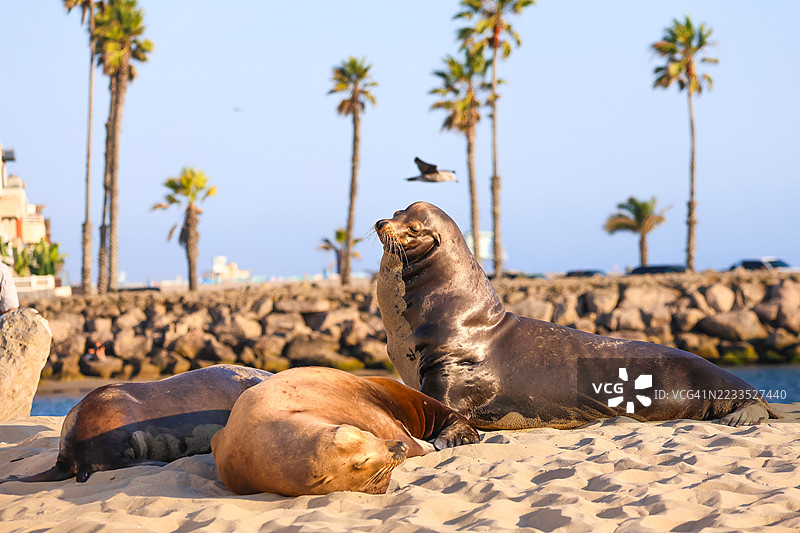 好莱坞海滩上的海狮图片素材