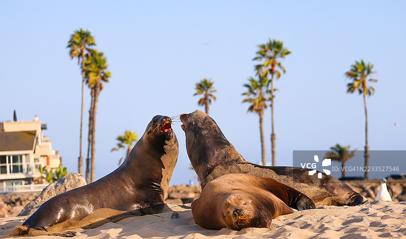 好莱坞海滩上的海狮图片素材