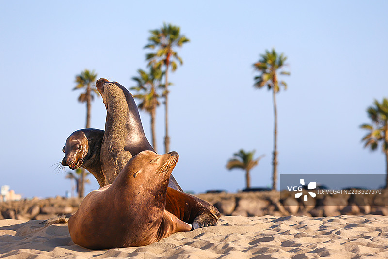 好莱坞海滩上的海狮图片素材