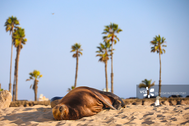 在奥克斯纳德好莱坞海滩上的海狮图片素材