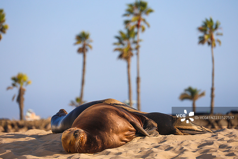 好莱坞海滩上的海狮图片素材