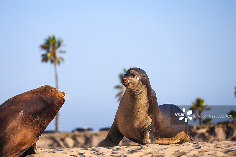 好莱坞海滩上的海狮图片素材