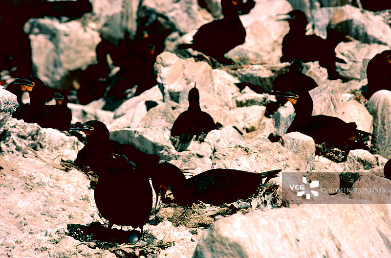 开普鸬鹚群落图片素材