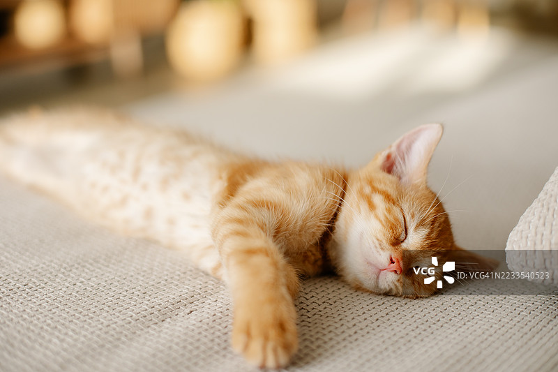 可爱的橙色小猫在明亮的房间里舒适地睡在沙发上图片素材
