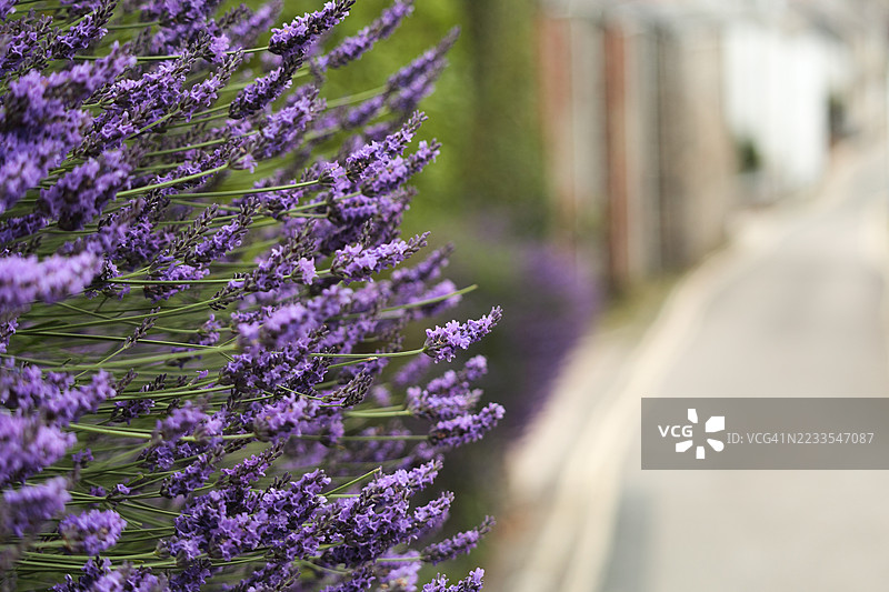 街边的薰衣草盛开图片素材