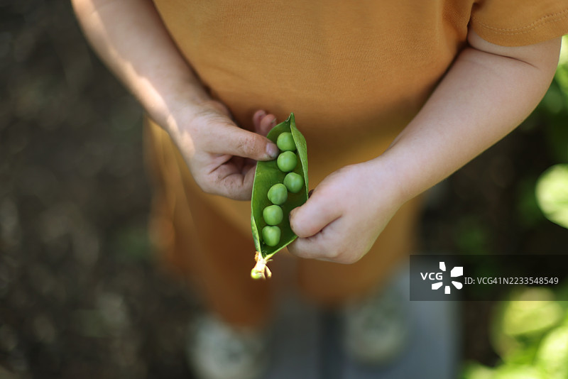 孩子的手特写，展示豌豆收获图片素材