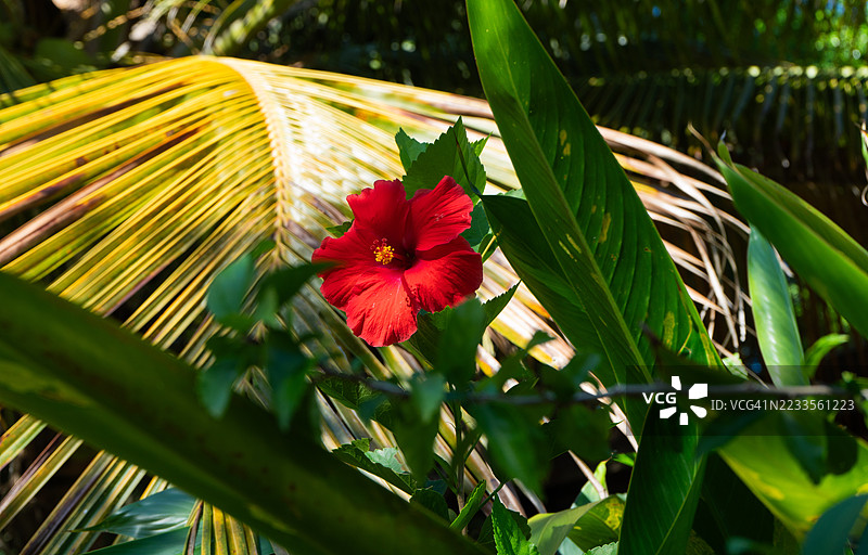 热带植物间的鲜艳红色木槿花图片素材