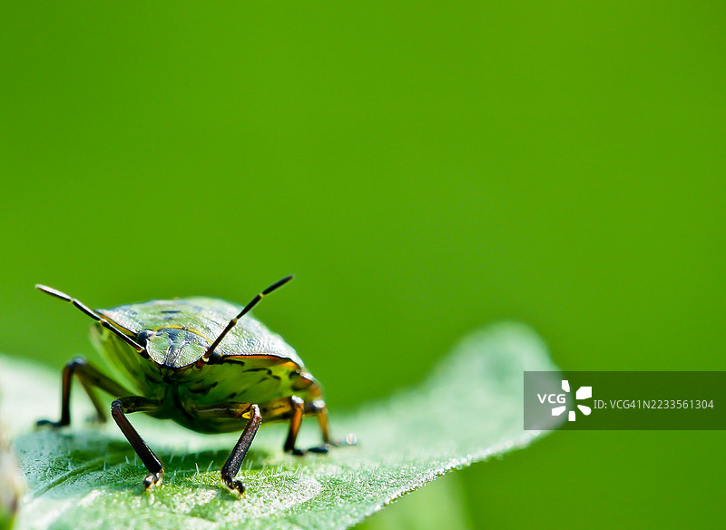绿盾虫在叶子上的特写镜头图片素材
