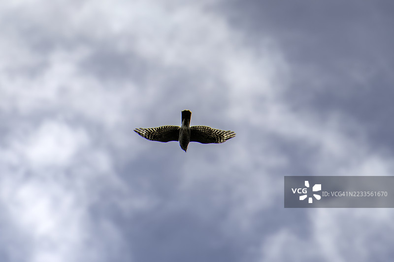 鸟儿在多云的天空中翱翔图片素材