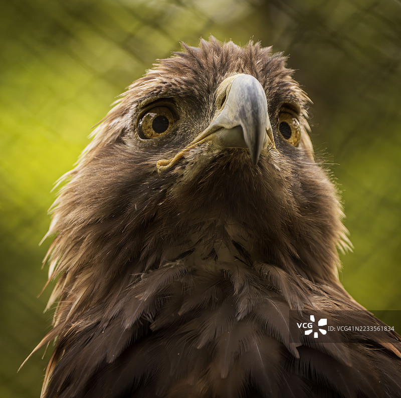 雄伟的鹰特写，目光炯炯图片素材