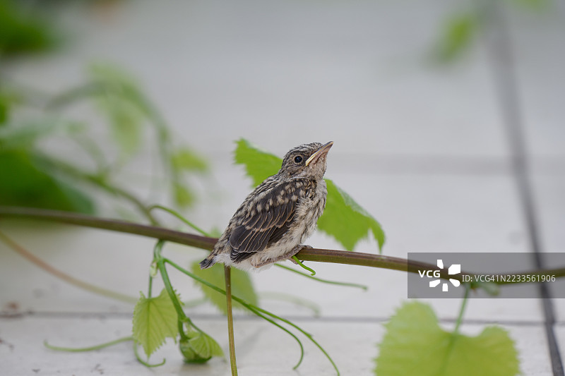 年轻的小鸟栖息在花园中的藤蔓上图片素材