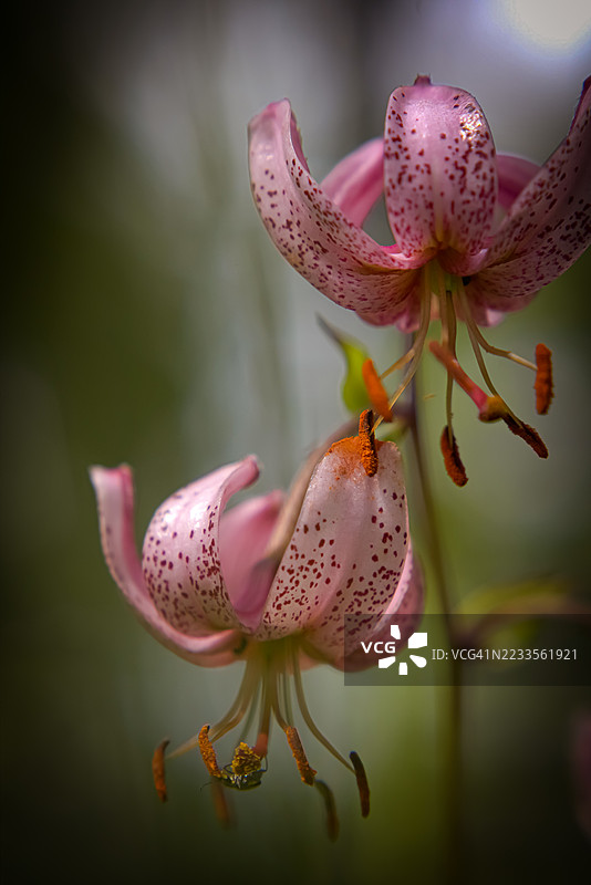 盛开的粉色百合花特写图片素材