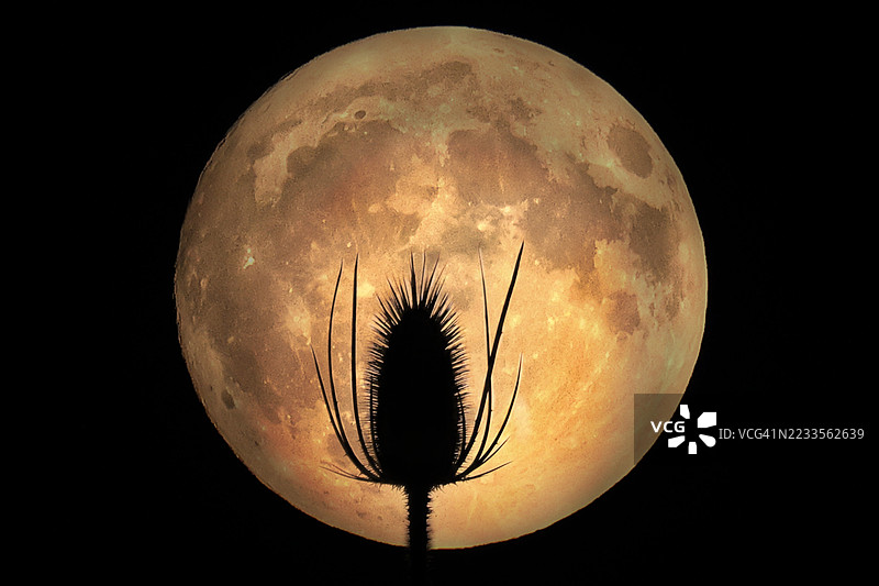 夜晚满月下的蓟花剪影图片素材