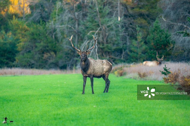 雄伟的麋鹿站在郁郁葱葱的绿色田野中图片素材