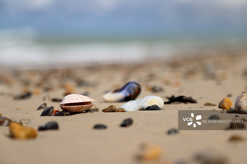 沙滩上的贝壳和卵石图片素材