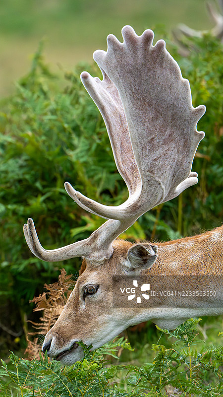 一只梅花鹿在郁郁葱葱的草地上吃草的特写镜头图片素材