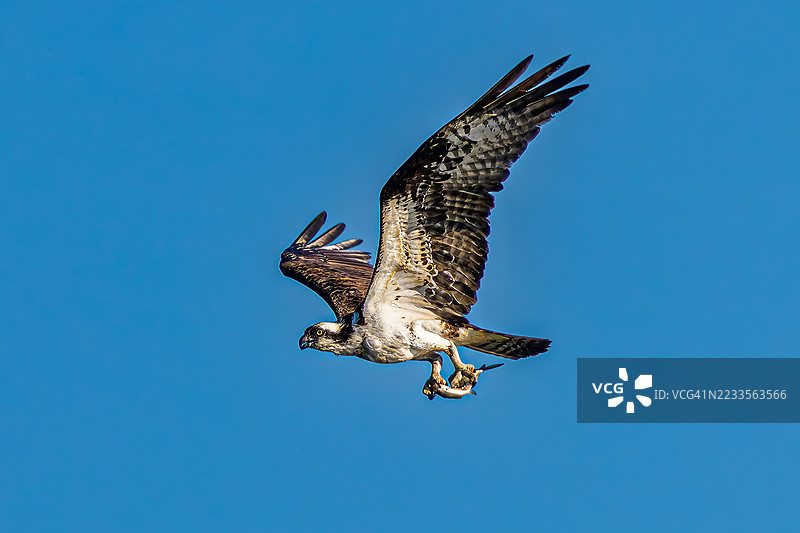 鱼鹰在晴朗的蓝天下展翅翱翔，口中叼着猎物图片素材
