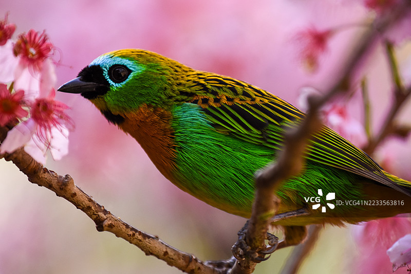 栖息在带有粉色花朵的树枝上的鲜艳绿色鸟类图片素材