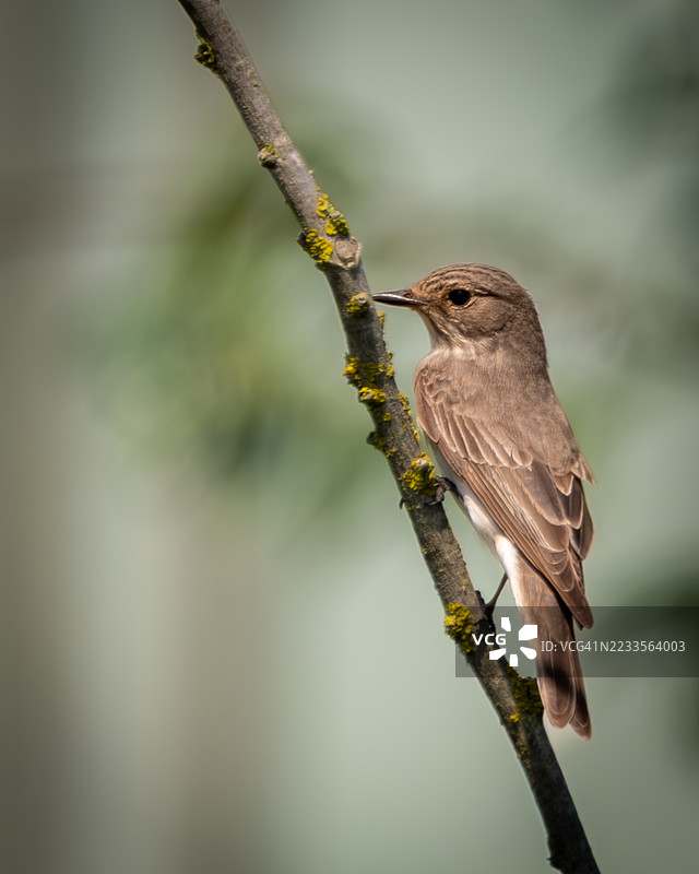 斑点鹟栖息在树枝上的特写镜头图片素材