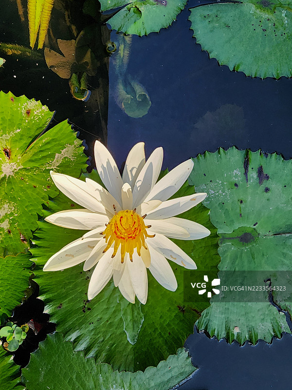 白色莲花漂浮在池塘上图片素材