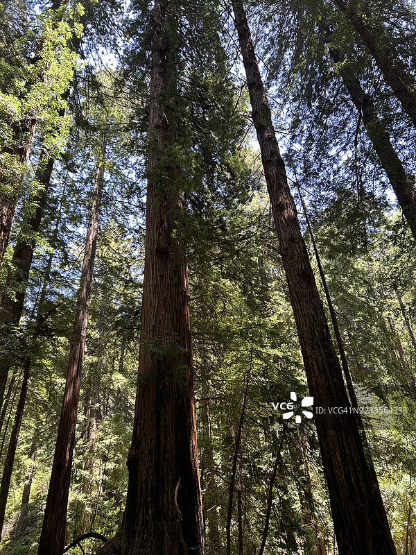 阳光照耀下的高耸红杉树森林图片素材