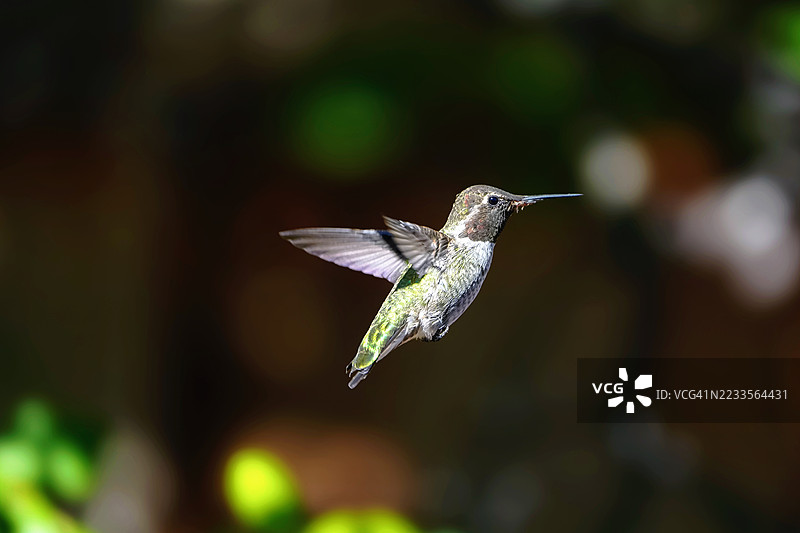 户外飞行中的蜂鸟特写图片素材