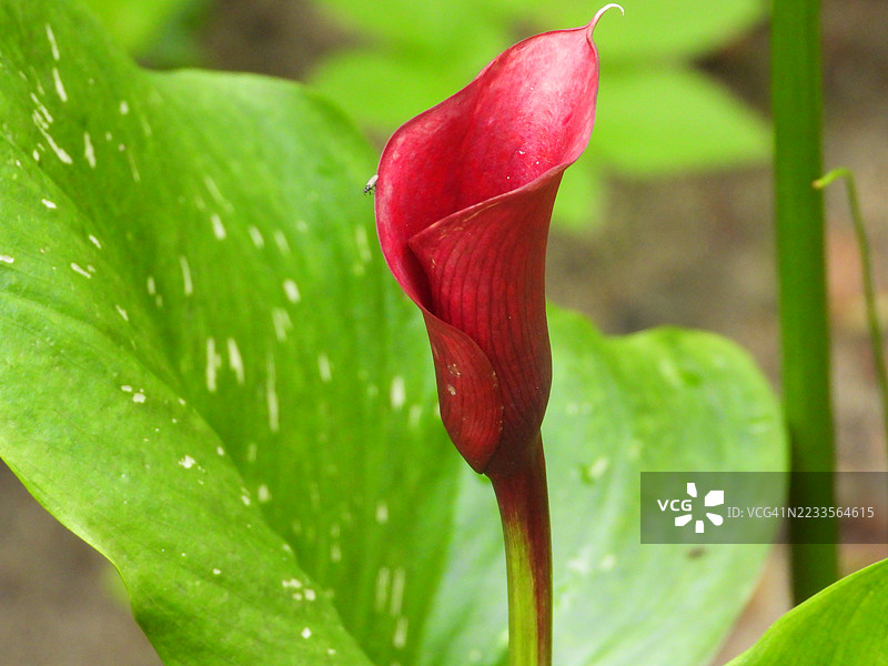 红色卡拉百合花的特写图片素材