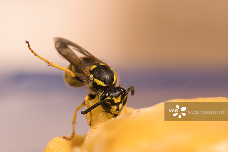 黄蜂正在切割鸡肉，并抬起鸡腿以保持平衡。图片素材