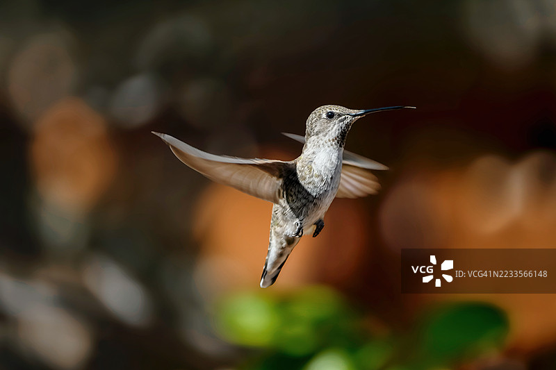 户外飞行中的蜂鸟特写图片素材