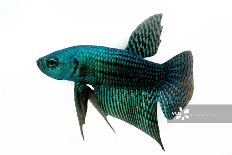 鲜艳的斗鱼在白色背景下图片素材