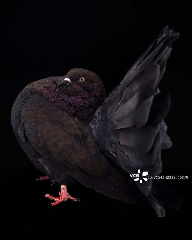 黑色背景下鸽子的特写，羽毛呈现出彩虹般的光泽图片素材