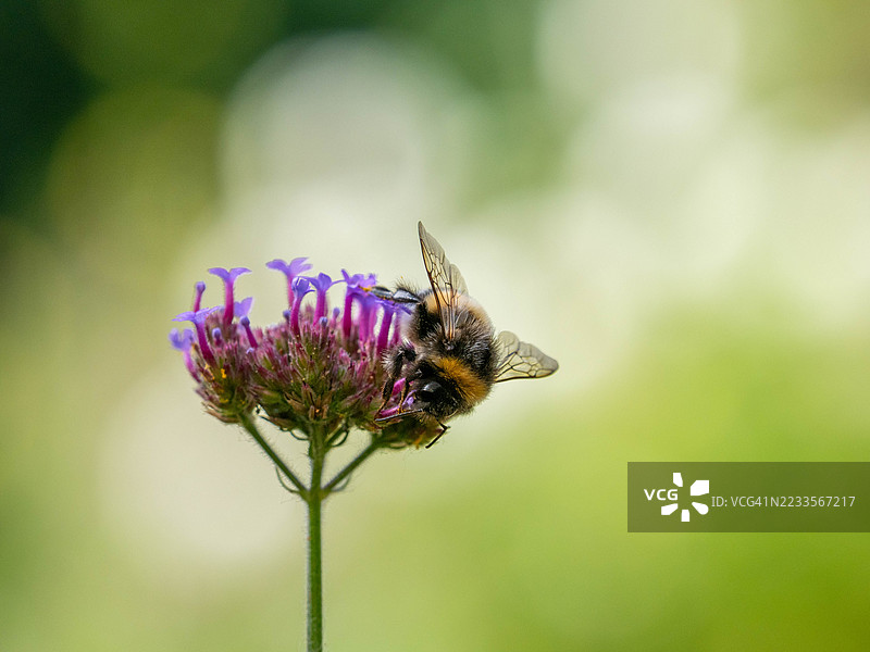 大黄蜂在紫色花朵上授粉图片素材