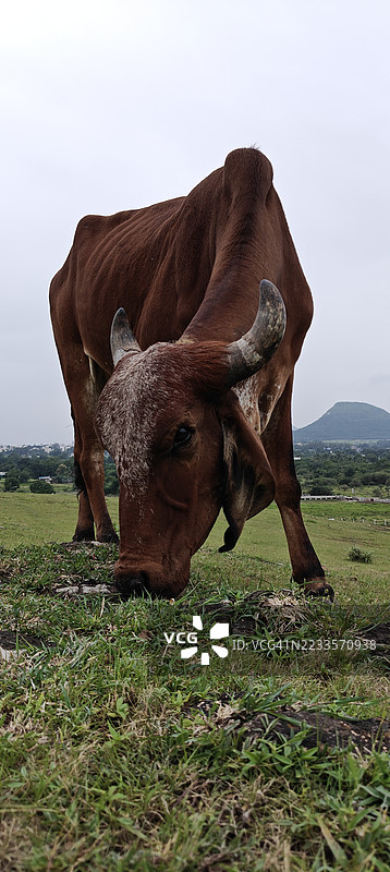 棕色的牛在郁郁葱葱的草地上吃草，背景是山脉。图片素材
