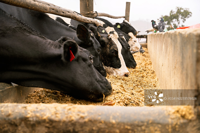 奶牛在农场的混凝土饲槽中吃干草图片素材