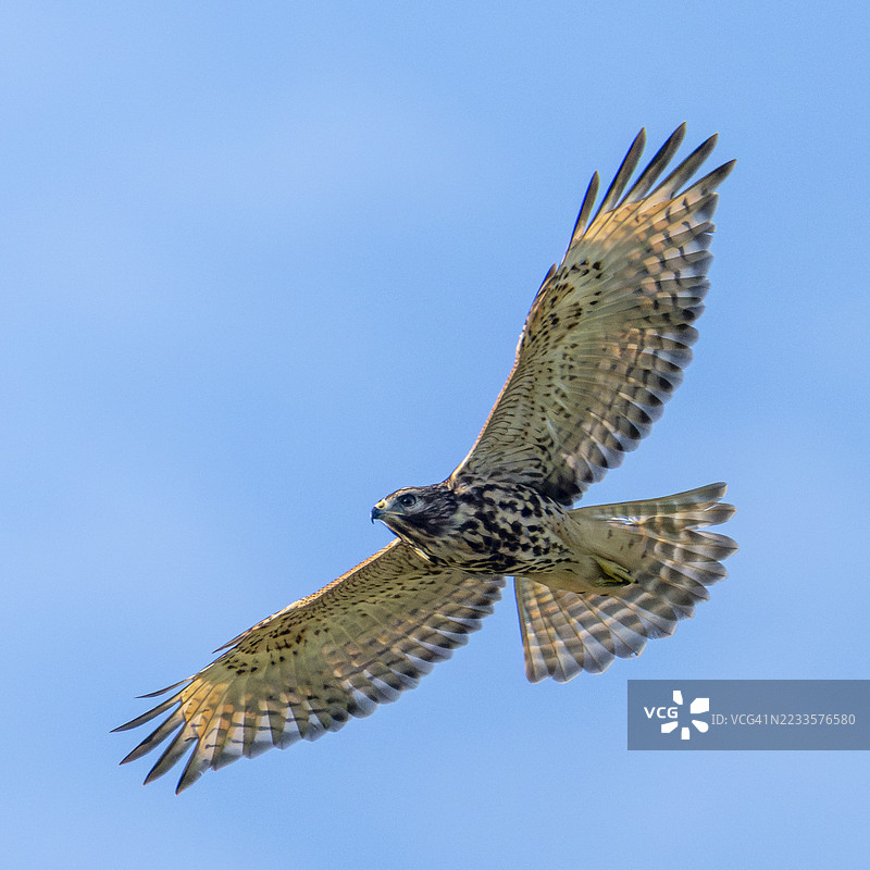 低角度视图的鹰在晴朗的蓝天中翱翔图片素材