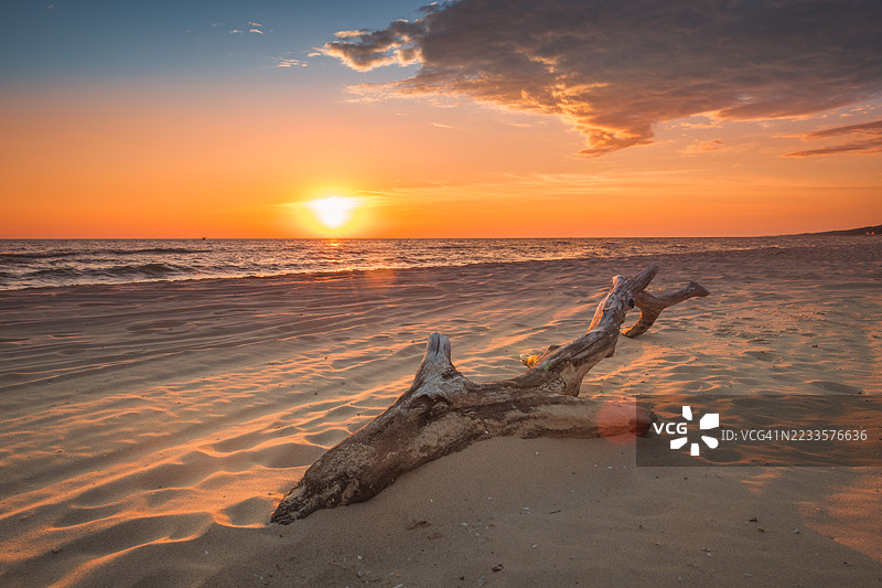 日落时分的沙滩漂流木，格兰德港，美国图片素材