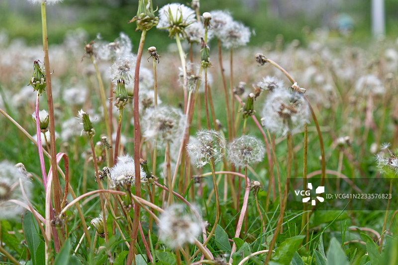 田野中蒲公英的特写图片素材