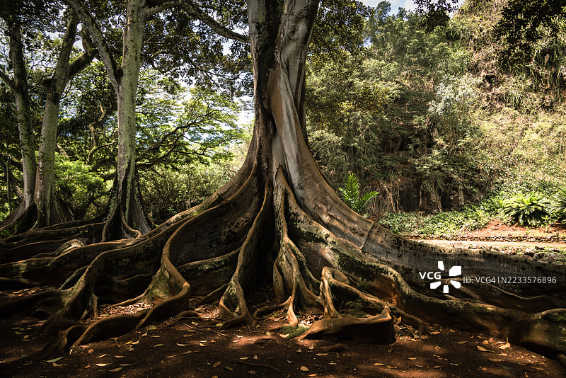 郁郁葱葱森林中古老树木的雄伟根系图片素材