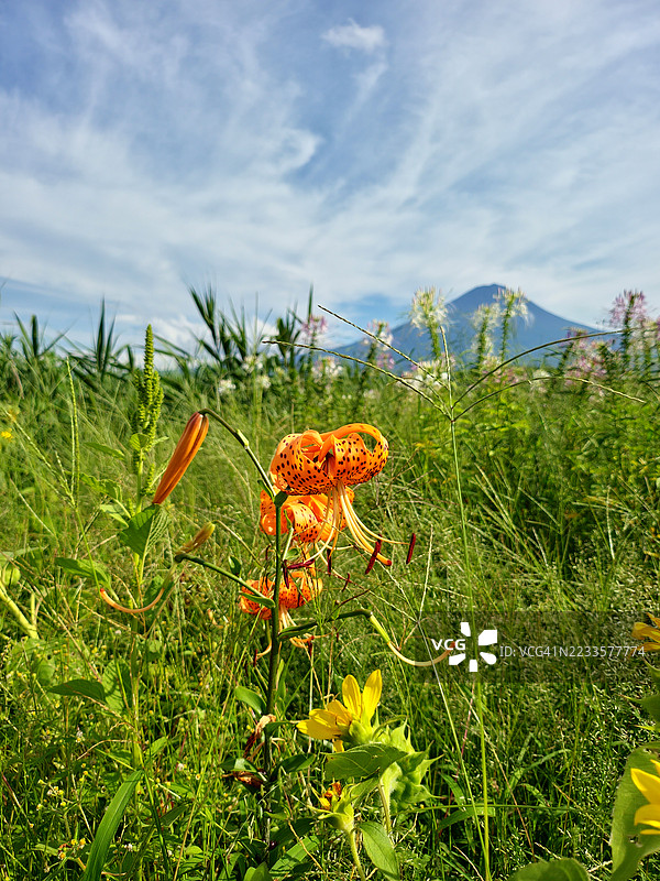 绚丽的虎百合在郁郁葱葱的田野中盛开，背景是山景图片素材