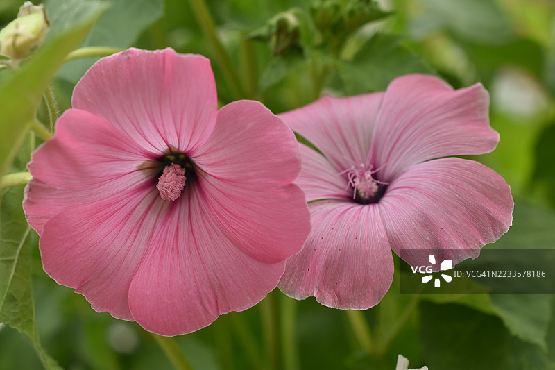 盛开的粉色木槿花特写图片素材